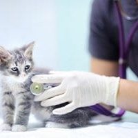 Veterinary-for-Feline